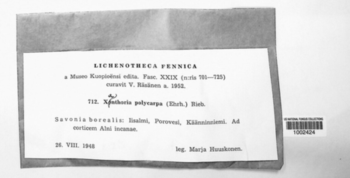 Polycauliona polycarpa image